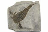 Eurypterus (Sea Scorpion) Fossil - New York #369236-1
